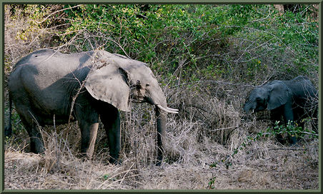 Sambia Elefanten